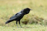 Corvus capensis