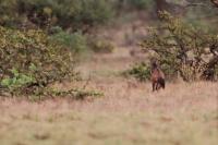 Aardwolf