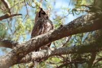 Bubo cinerascens