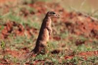 Unstriped Ground Squirrel