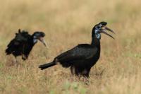 Bucorvus abyssinicus