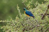 Lamprotornis regius