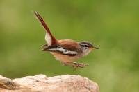 Cercotrichas leucophrys  