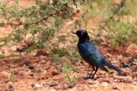 Lamprotornis shelleyi