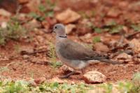 Streptopelia capicola