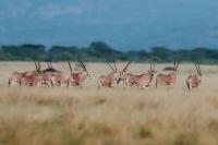 East African oryx