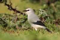 Zavattariornis stresemanni