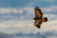 Aquila nipalensis