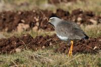 Vanellus melanocephalus