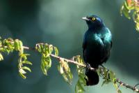 Lamprotornis chalybaeus