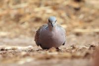 Streptopelia turtur