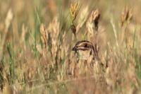 Coturnix coturnix