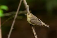 Phylloscopus trochilus