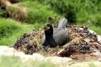 Phalacrocorax aristotelis