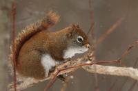 American red squirrel