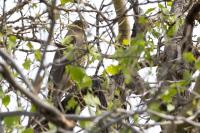 Accipiter badius