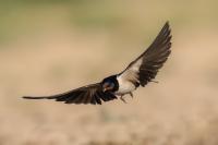 Kazakhstan FAUNA