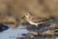 Calidris temminckii 