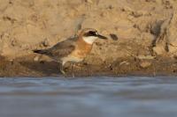 Charadrius leschenaultii