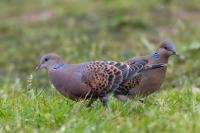 Streptopelia orientalis