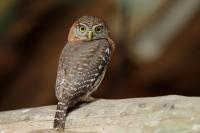 Glaucidium siju