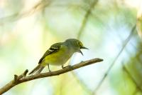 Vireo griseus