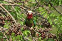 Amazona leucocephala