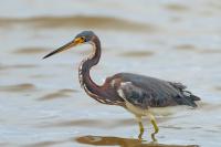 Egretta tricolor