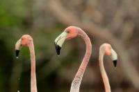 Phoenicopterus ruber