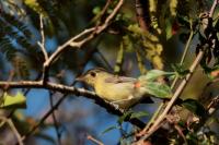 Vireo gundlachii