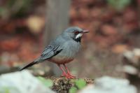 Turdus plumbeus