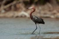 Egretta rufescens