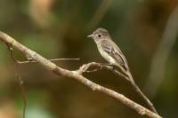 Empidonax minimus               