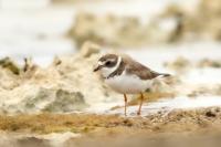 Charadrius semipalmatus