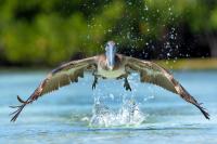 Pelecanus occidentalis