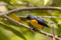 Euphonia hirundinacea