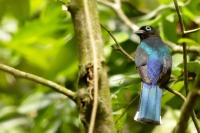 Trogon melanocephalus