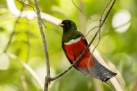 Trogon collaris