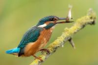 Alcedo atthis