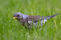 Turdus pilaris