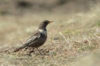 Turdus torquatus