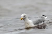 Larus argentatus