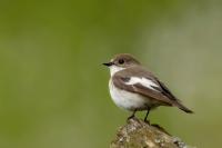 Ficedula hypoleuca