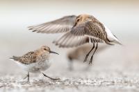 Calidris alpina