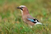 Garrulus glandarius