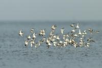 Calidris alba