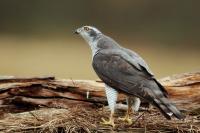 Accipiter gentilis