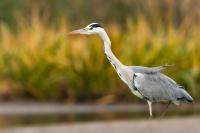 Ardea cinerea