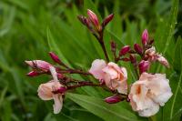 Madeira flora