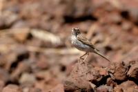 Anthus berthelotii